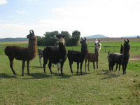 Lamas