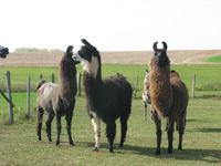 Lamas