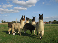 Lamas