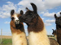 Lamas