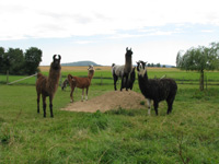 Lamas