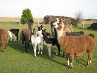 Lamas