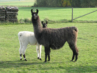 Lamas