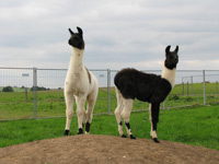 Lamas