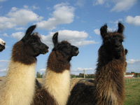 Lamas